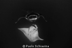 The Kiss by Paolo Schiavina 